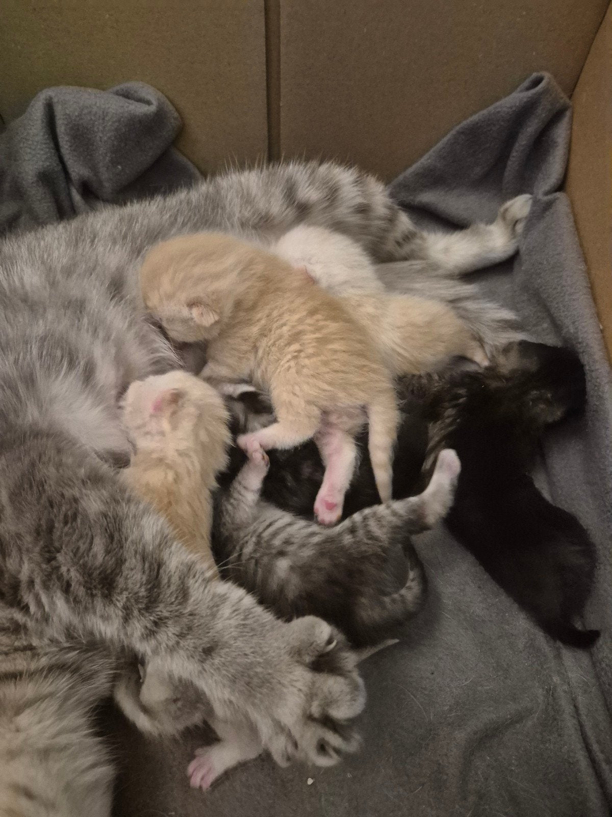 Britse Korthaar kittens, Dieren en Toebehoren, Poes, Kortharig