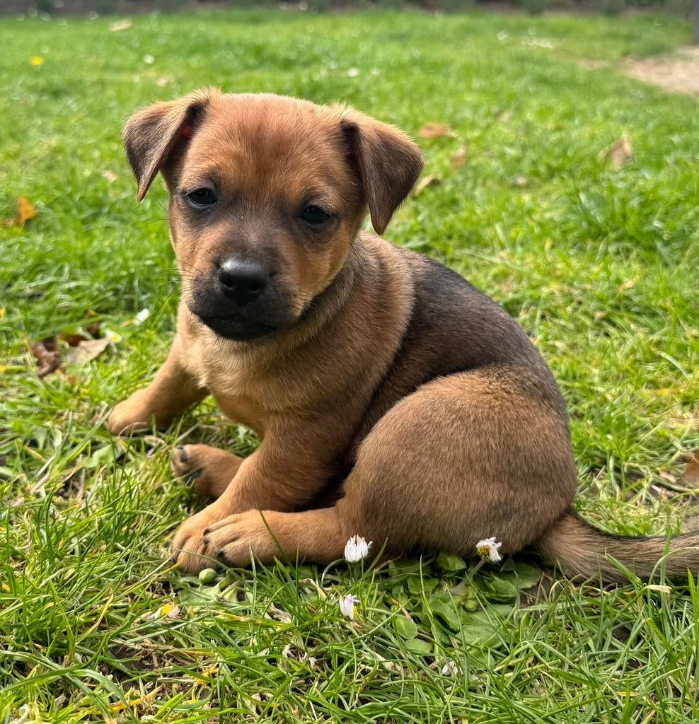 Nog 1 reutje beschikbaar, Dieren en Toebehoren, Honden | Jack Russells en Terriërs, Jack Russell Terriër, Reu, 8 tot 15 weken