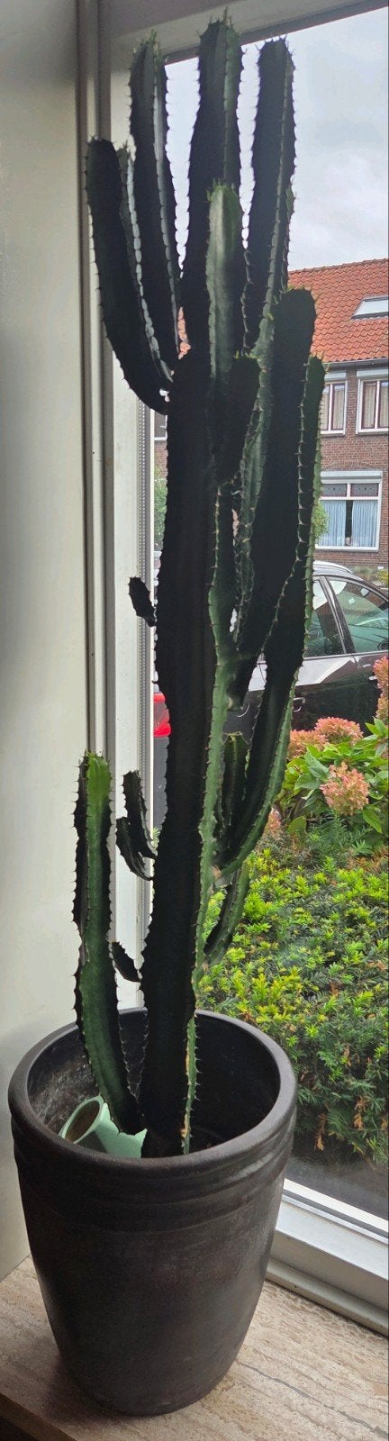 Grote Euphorbia Trigona cactus - Kamerplant, Tuin en Terras, Volle zon, Vaste plant, Bloeit niet, Ophalen
