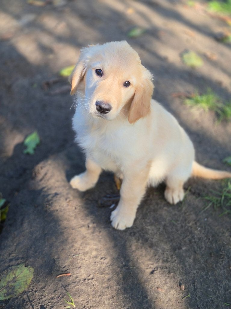 prachtige golden retriever pupjes beschikbaar!!, Dieren en Toebehoren, België, Overige rassen, CDV (hondenziekte), 8 tot 15 weken