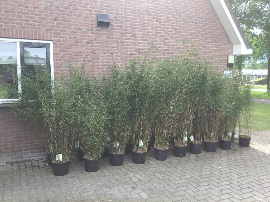 Fargesia Red Dragon, niet woekerende bamboe met rode stengel, Ophalen, Bamboe, Haag, 100 tot 250 cm
