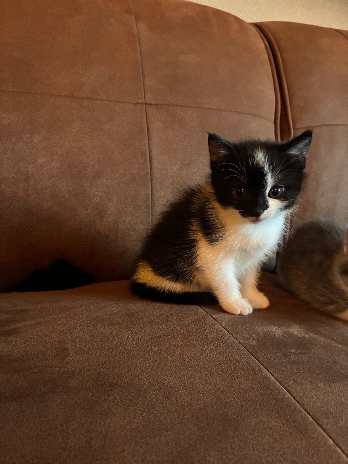 Nog 1 kitten van de boerderij uit nest te koop, Dieren en Toebehoren