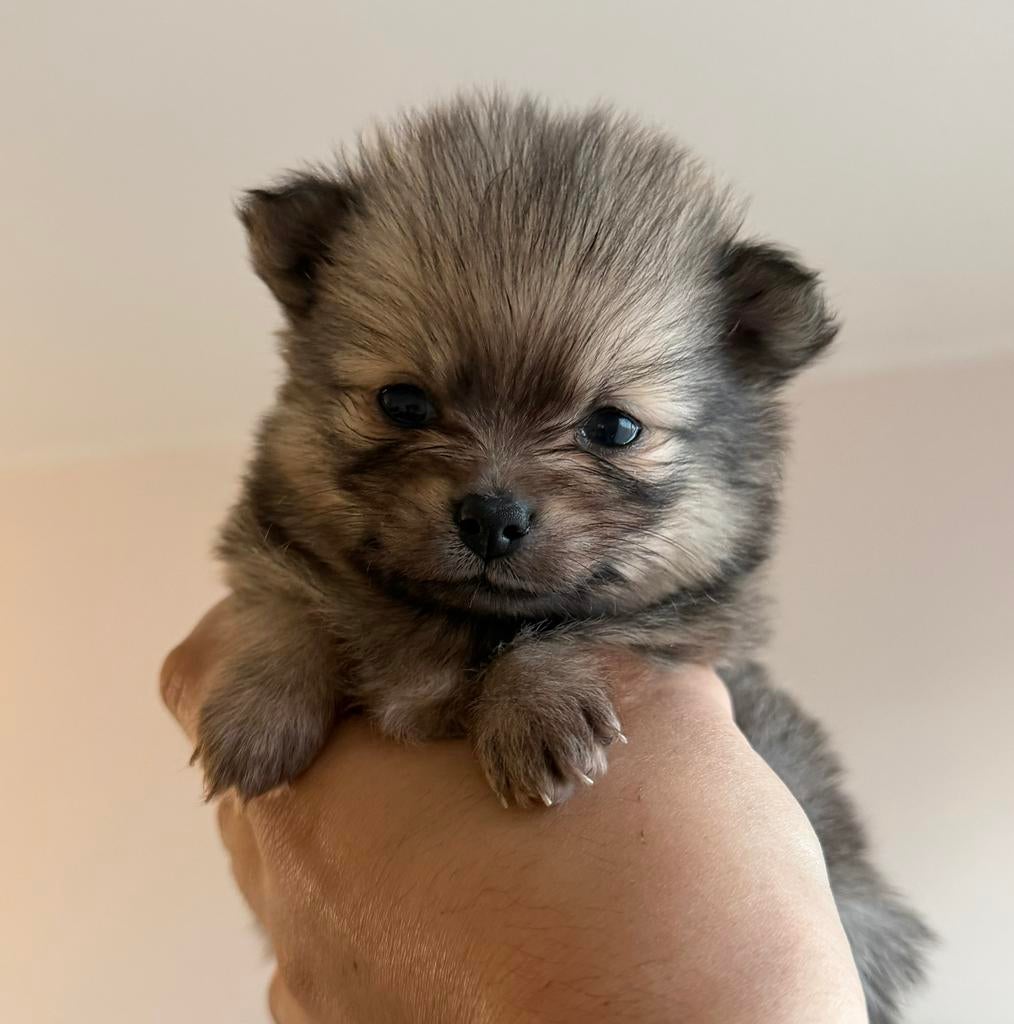Super mooie Pomchi pup, Parvo, Overige rassen, 8 tot 15 weken, Teef
