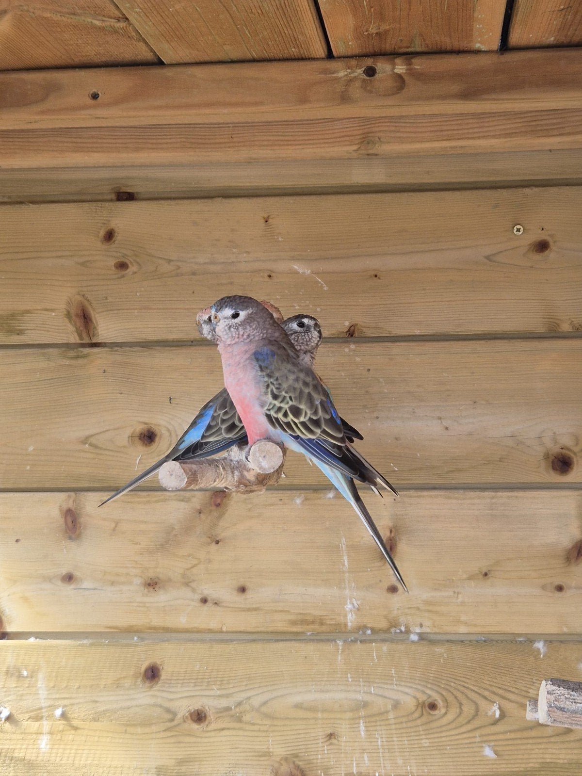 Vogels plus volière, Meerdere dieren