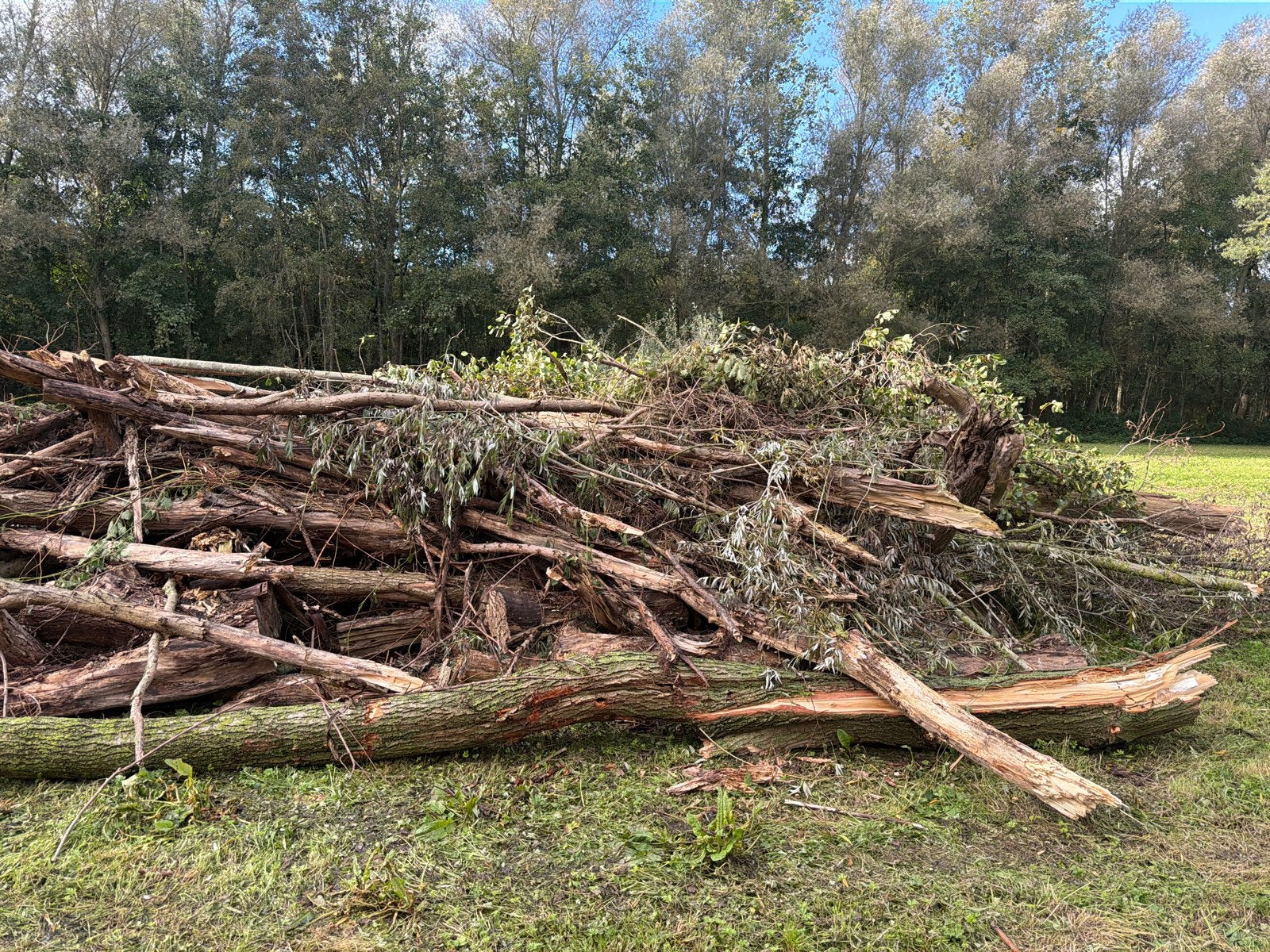 boomstammen ook in delen en thuis gebracht, 6 m³ of meer, Ophalen of Verzenden, Overige houtsoorten, Takken