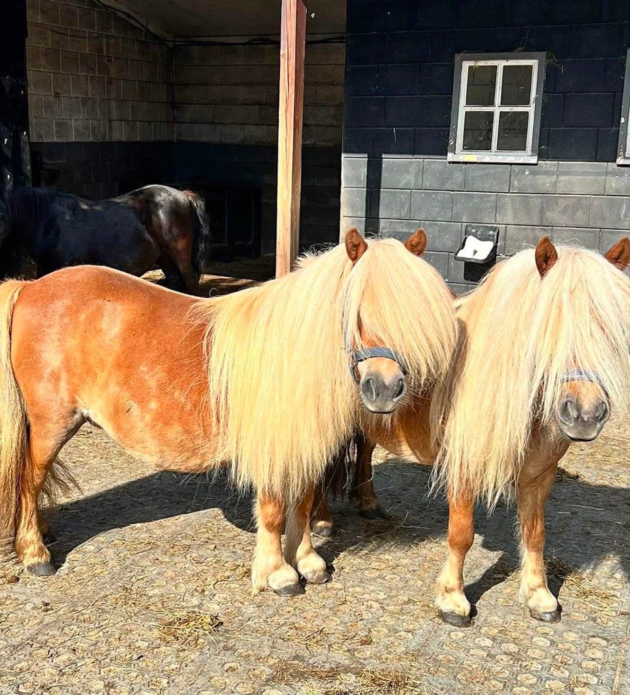 Shetlanders merries betuigd, Dieren en Toebehoren, Pony's, Merrie, Niet van toepassing, A pony (tot 1.17m), Tuigpony, 3 tot 6 jaar