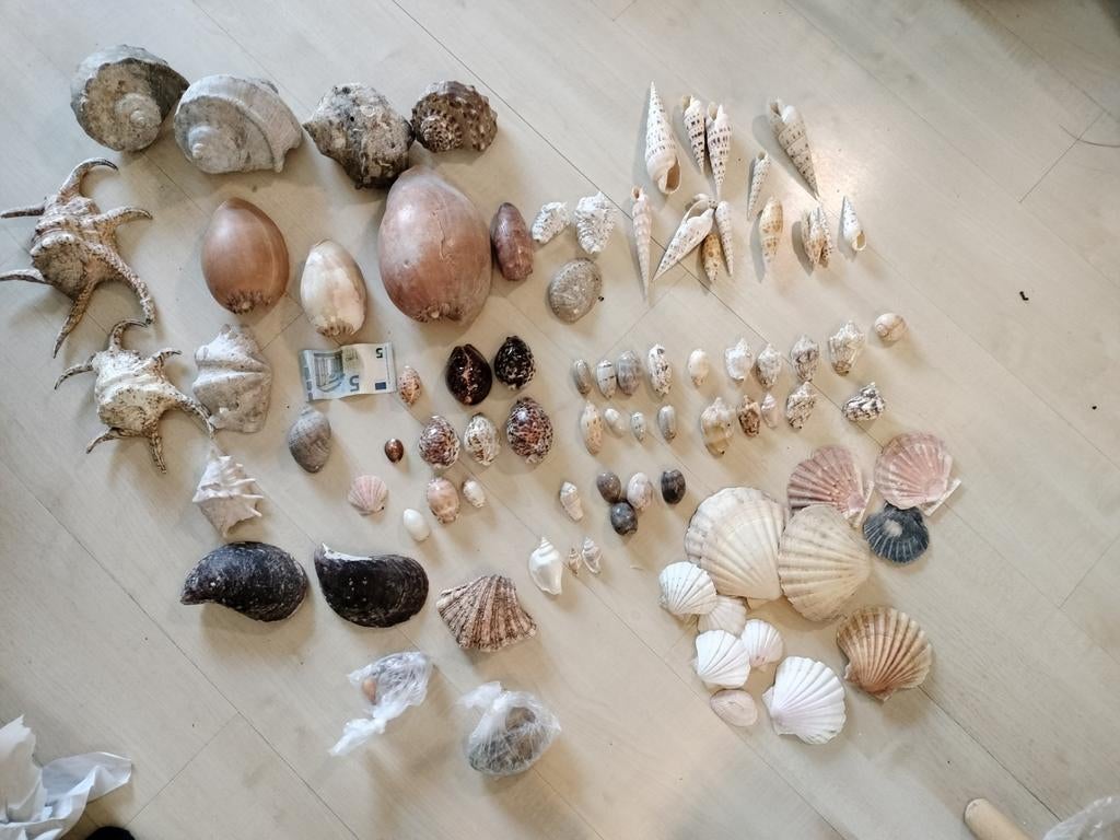 Collectie zeeschelpen, Verzamelen, Mineralen en Fossielen, Ophalen of Verzenden