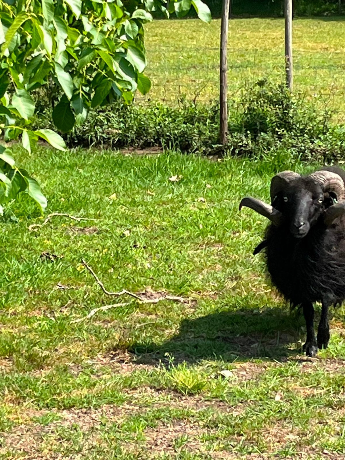 Ouessant ram april 2021 (alleen UBN houders), Dieren en Toebehoren, Mannelijk, Schaap, 6 jaar of ouder