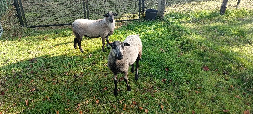 Maasduinen dekrammen, Dieren en Toebehoren, Mannelijk, Schaap, 0 tot 2 jaar