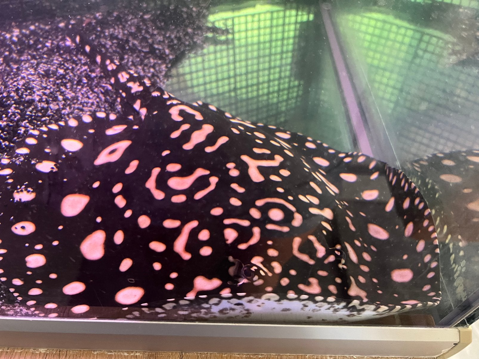 Potamotrygon Black Diamond  pups, Vis