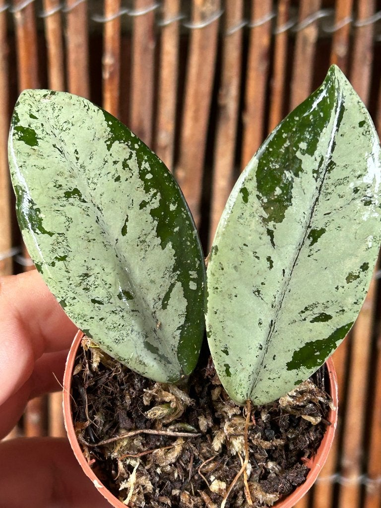 Hoya Wilbur Graves  🪴, Huis en Inrichting, Overige soorten, In pot, Minder dan 100 cm, Bloeiende kamerplant