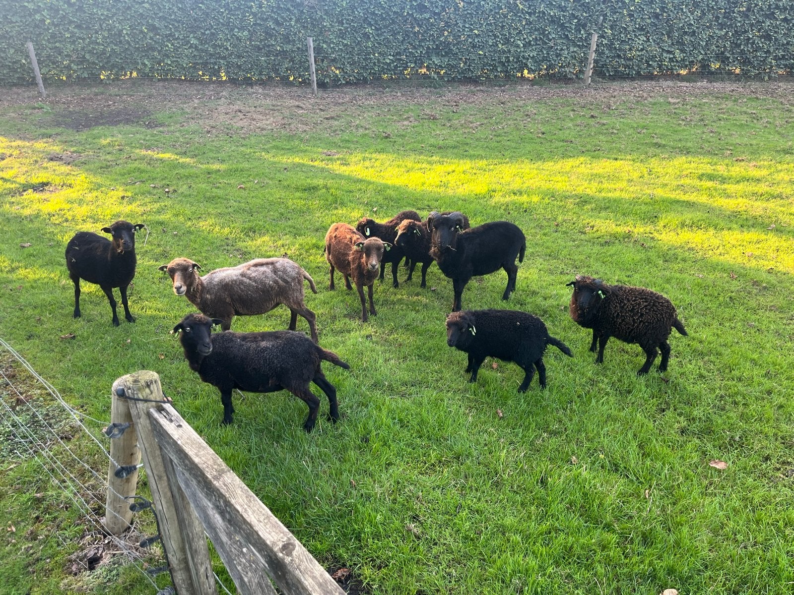 Quessant schaap, Dieren en Toebehoren, Vrouwelijk, Schaap, 0 tot 2 jaar