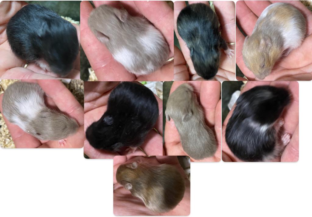 Syrische hamsters, Dieren en Toebehoren, Knaagdieren, Hamster, April, Meerdere dieren, Tam