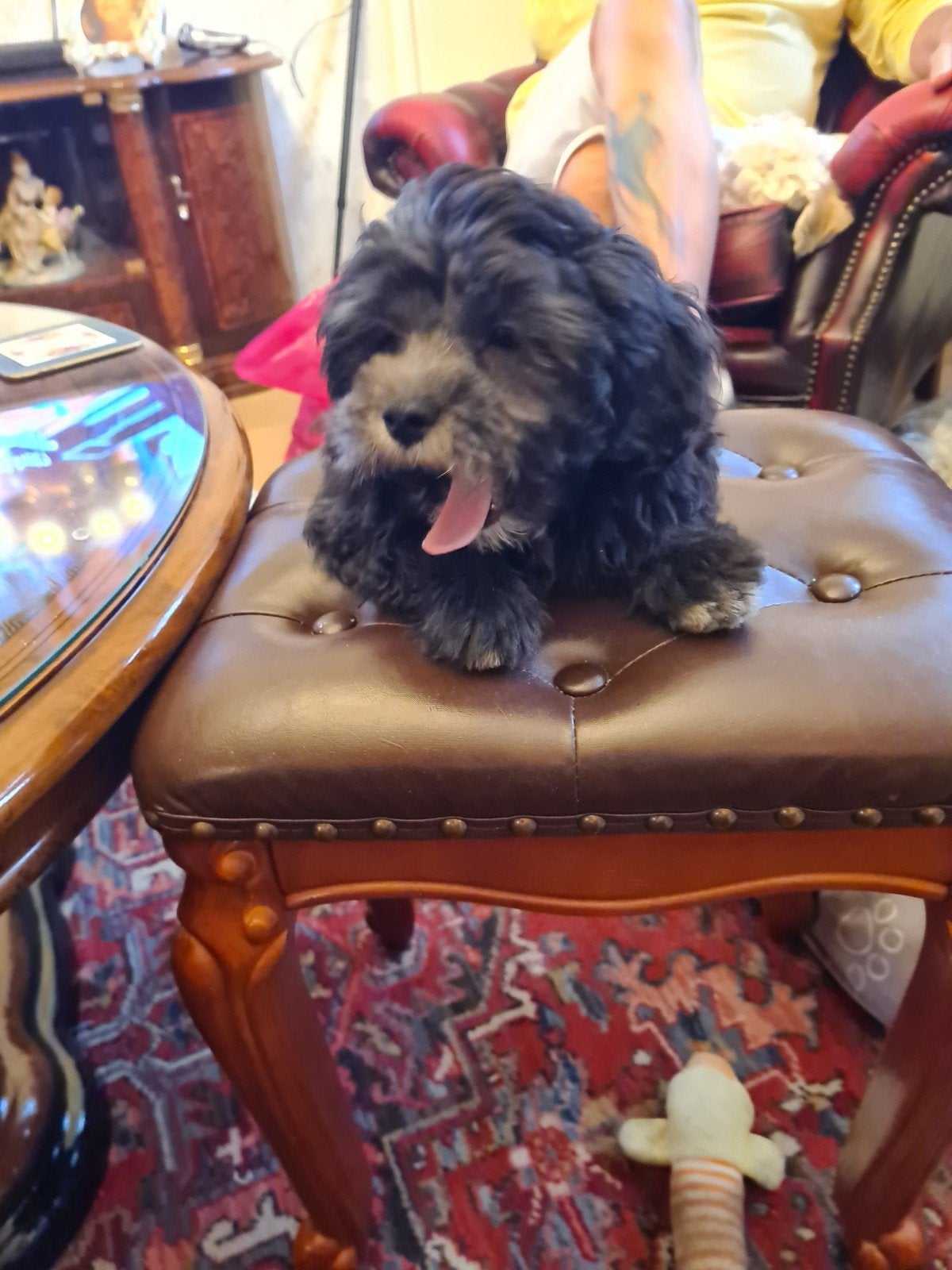 leuke Boomer/ Maltipo 3 Maand.nd, Overige rassen, Teef, Eén hond, Nederland