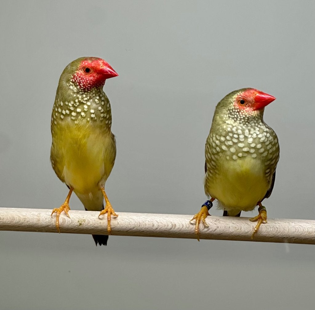 Binsenastrildes koppel, Dieren en Toebehoren, Vogels | Overige Vogels, Meerdere dieren