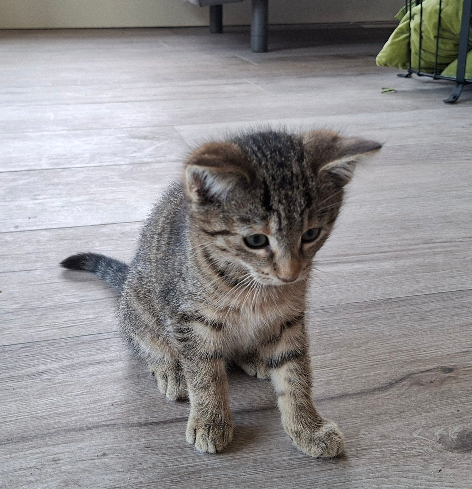 Lieve en ontzettende mooie kitten, Poes