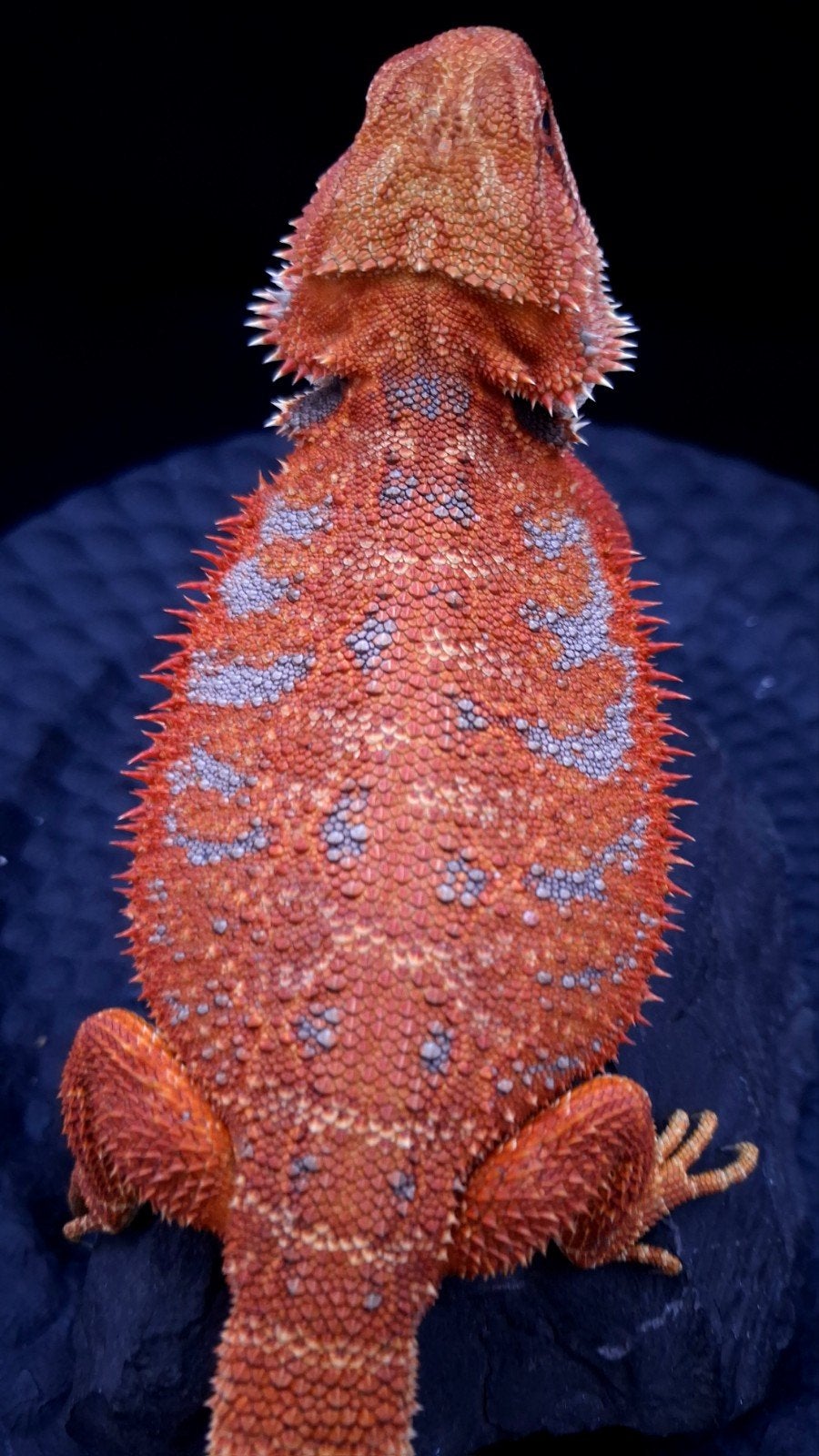 100% Red Monster Leatherback Baardagaam Man Bearded Dragon photo 16