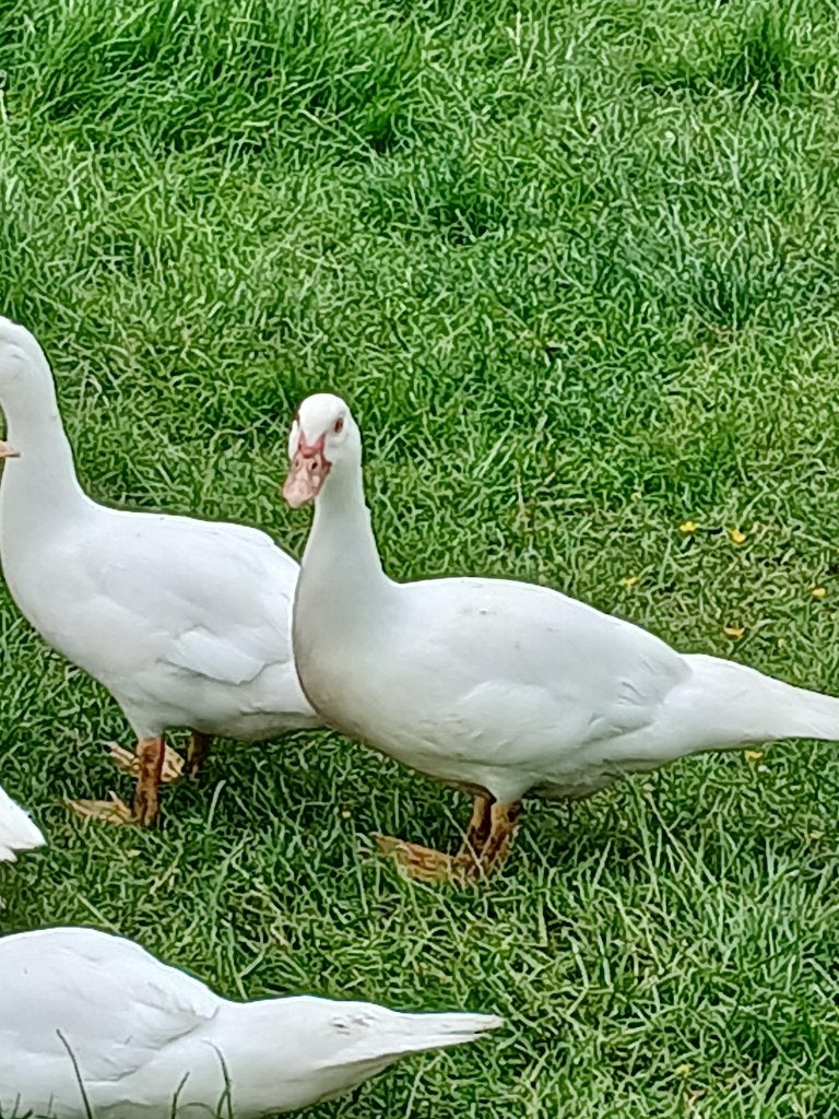 Eenden, muskus/kaapse bergeenden, Dieren en Toebehoren, Meerdere dieren, Eend