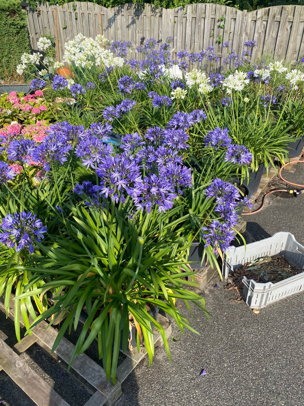 Aangeboden ca 50 Agapanthus, Afrikaanse lelie Kuiper planten, Tuin en Terras, Ophalen, Overige soorten, Volle zon