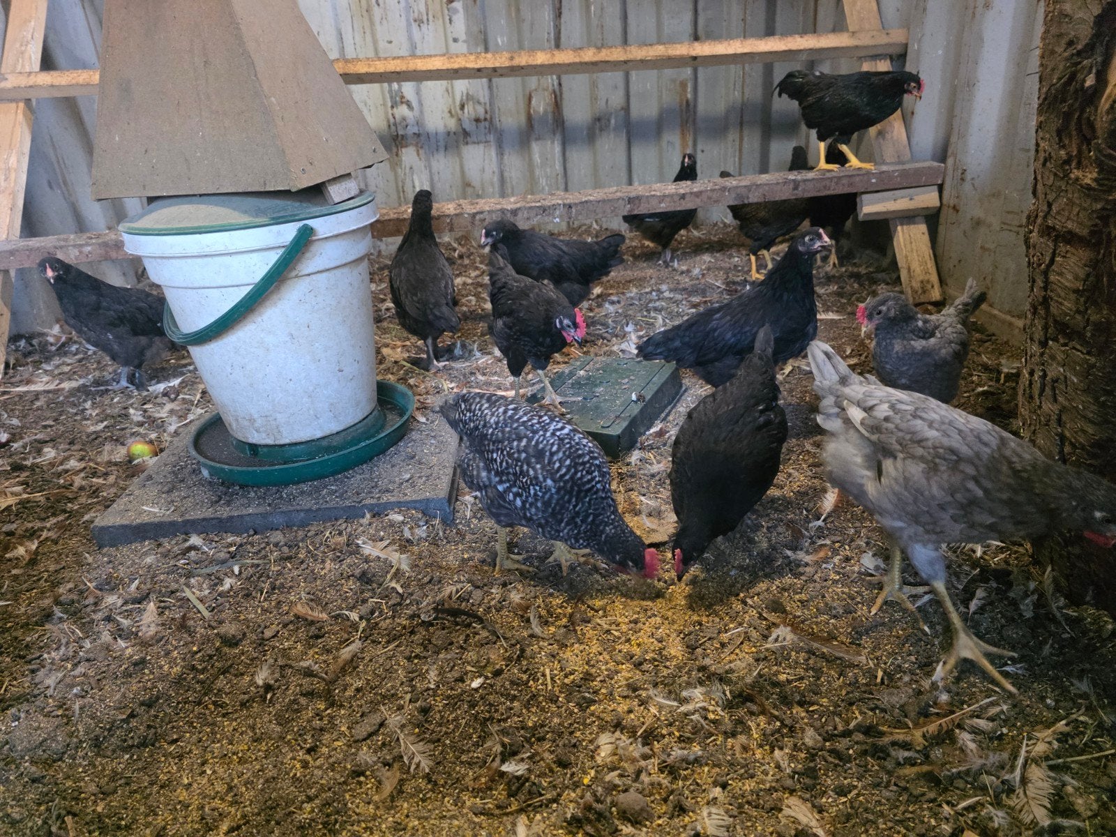 Jonge hennen & hanen te koop/Barnevelder kriel&kleurleggers, Dieren en Toebehoren, Pluimvee, Meerdere dieren, Kip