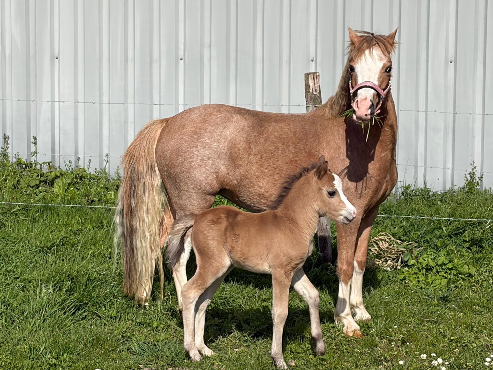 welsh pony met veulen, Dieren en Toebehoren, Pony's, Merrie, A pony (tot 1.17m), Ontwormd