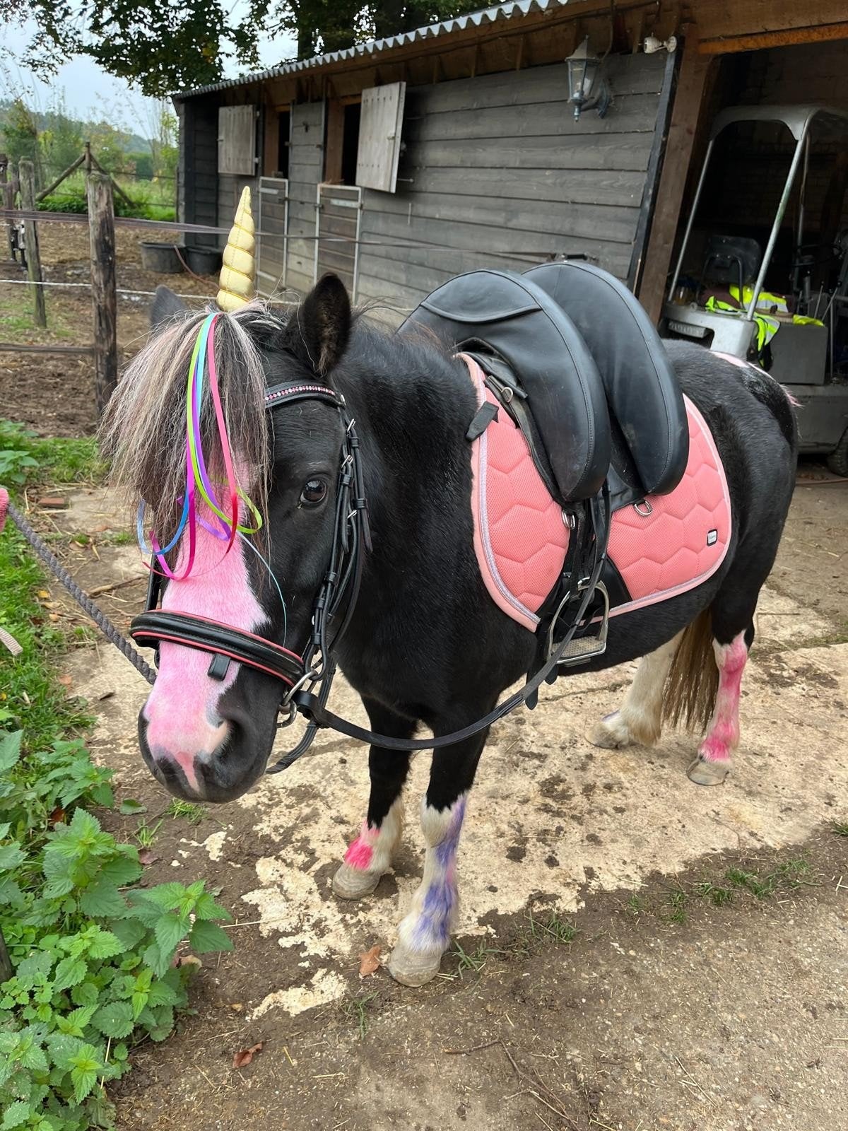 A-pony ruin, Dieren en Toebehoren, Ophalen