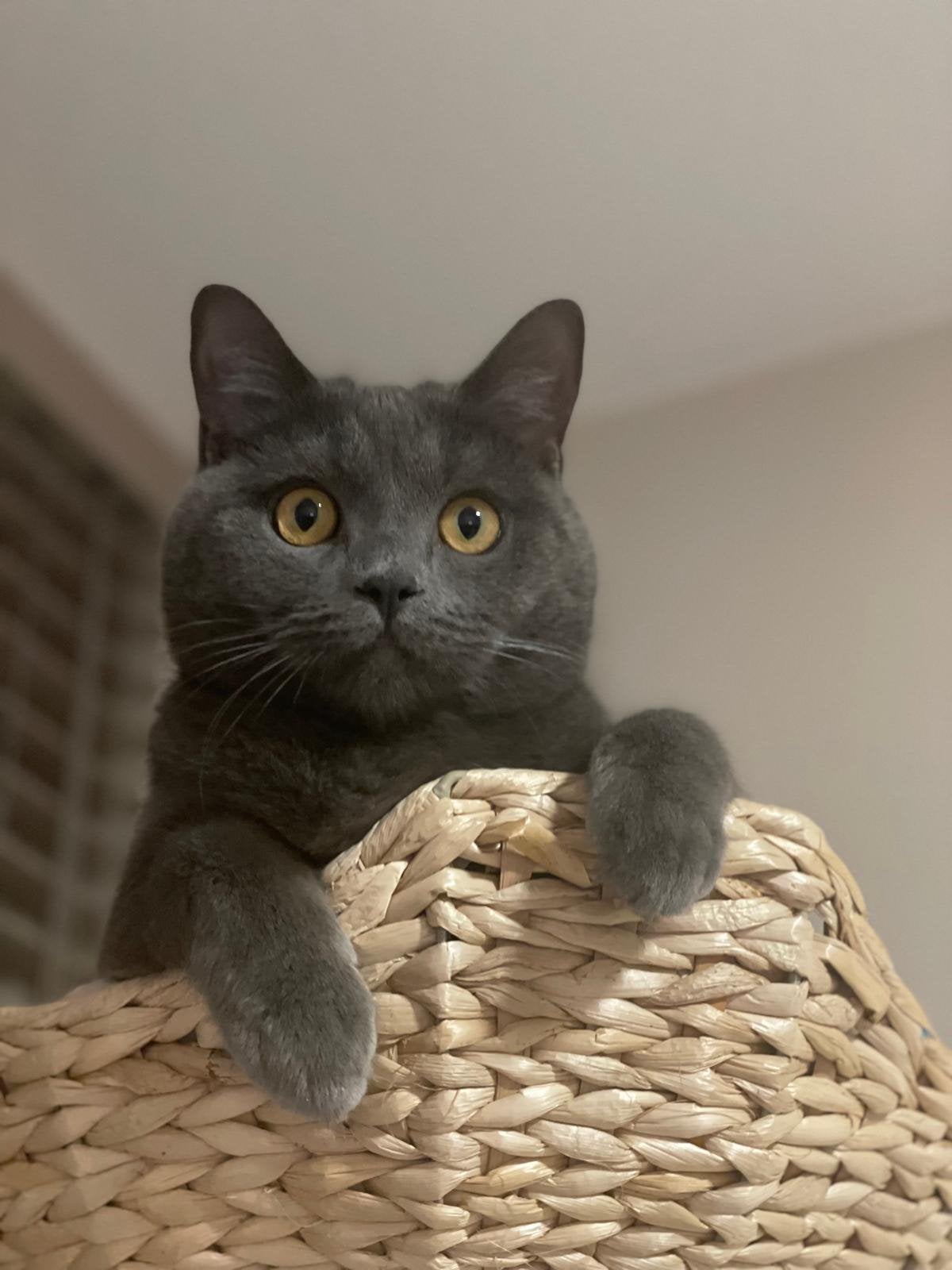 Herplaatsing: Levi (Britse Korthaar/kater), Kater, Gechipt
