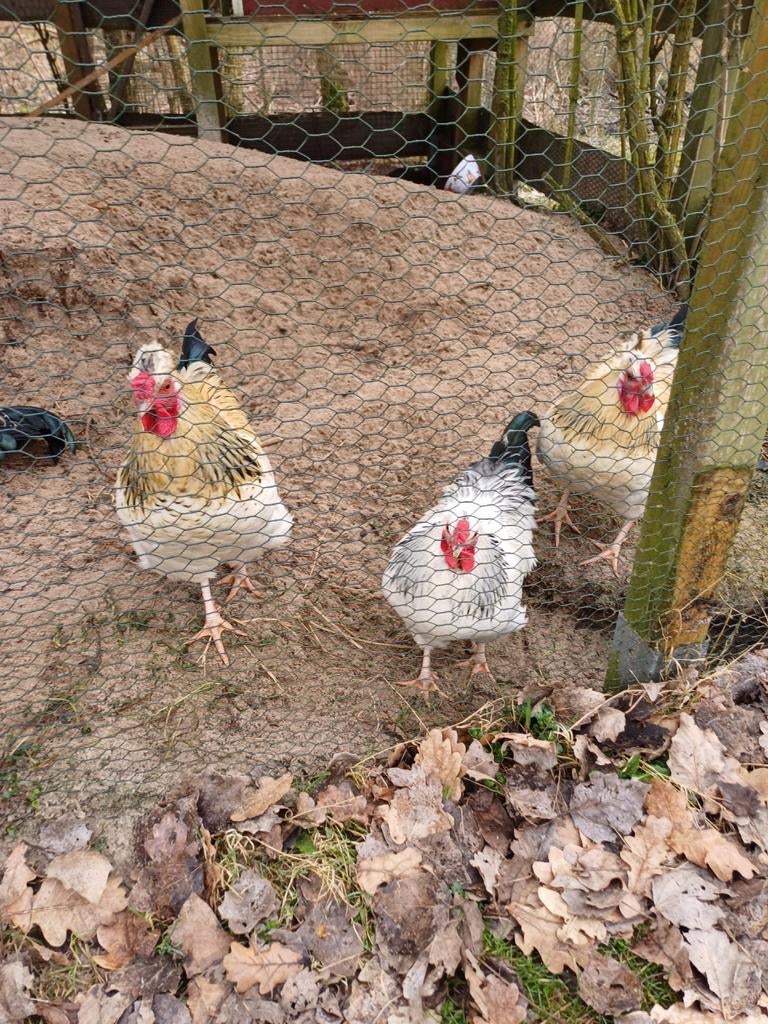 Nog 2 hanen gratis, Dieren en Toebehoren, Pluimvee, Mannelijk, Kip