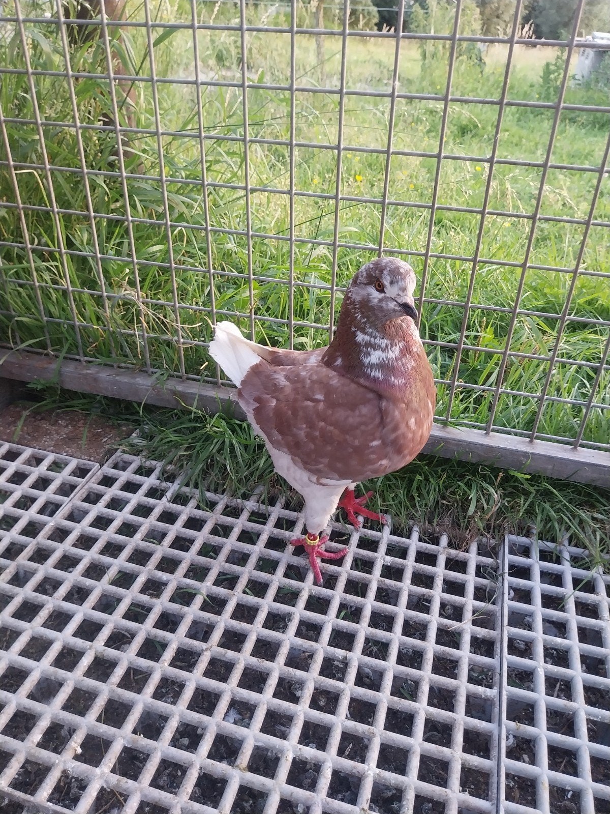 Te koop 2 king duiven, Dieren en Toebehoren, Meerdere dieren, Overige soorten