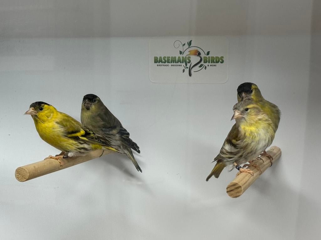 Europese sijzen - spinus spinus, Meerdere dieren, Wildzangvogel, Geringd