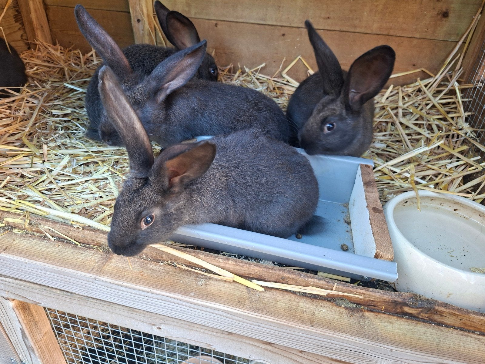 Vlaamse reuzen  9 weken, Meerdere dieren, Groot