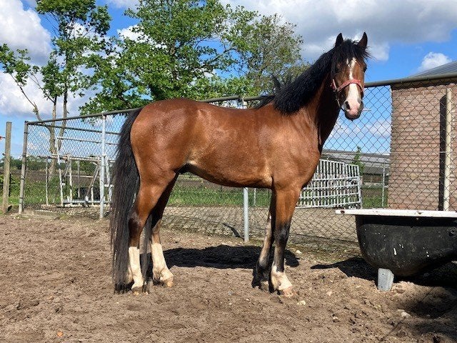 Te koop kleine maat hackney, Ruin, C pony (1.27m tot 1.37m), Tuigpony, 3 tot 6 jaar