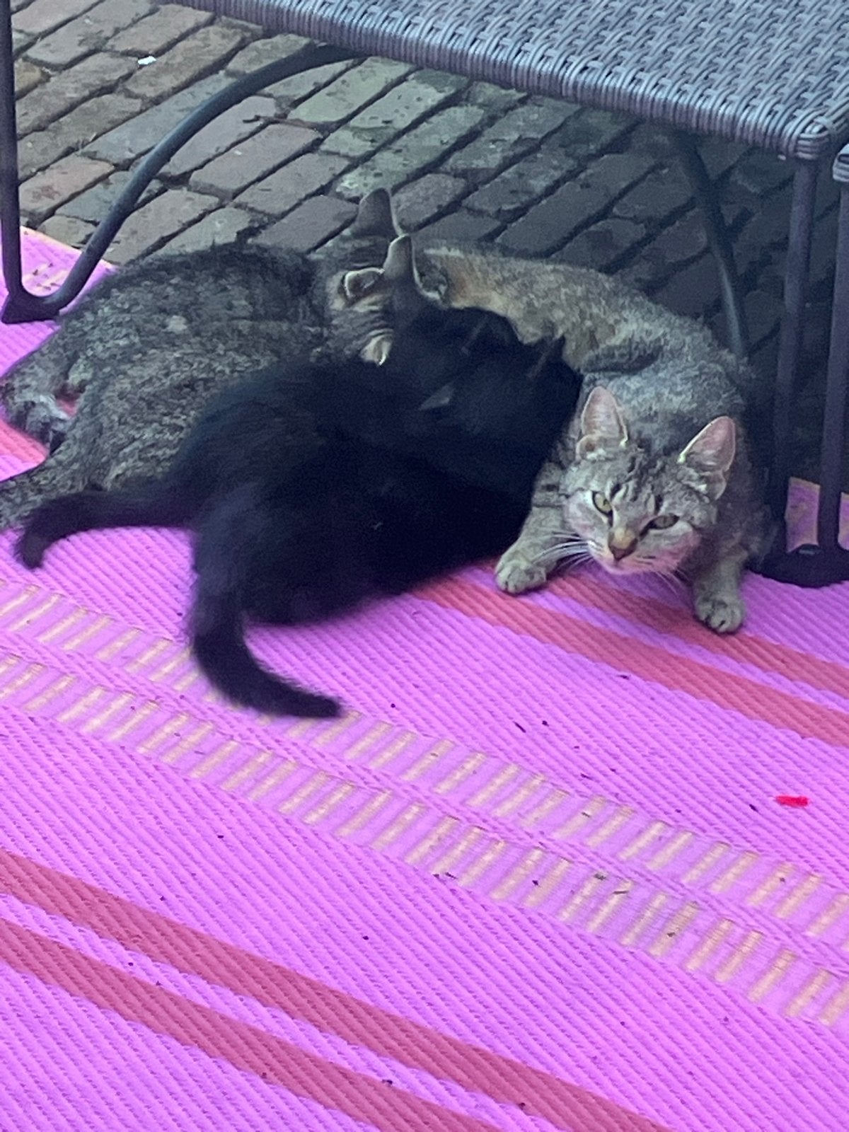 Moederkat met kittens, Dieren en Toebehoren, Meerdere dieren