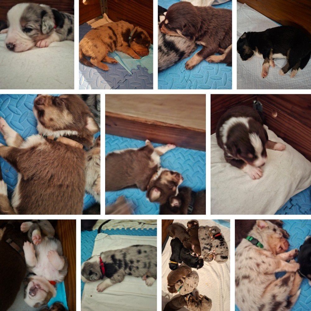 Australian shepherd pups (10)  7 reutjes 3 teefjes, 8 tot 15 weken, Parvo, Meerdere, Meerdere dieren