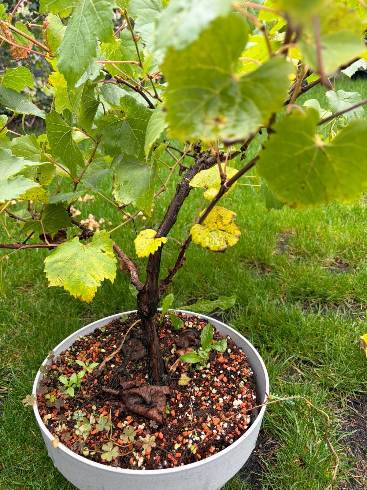 Druivenboom, Tuin en Terras, Ophalen, Minder dan 100 cm, Overige soorten, Zomer