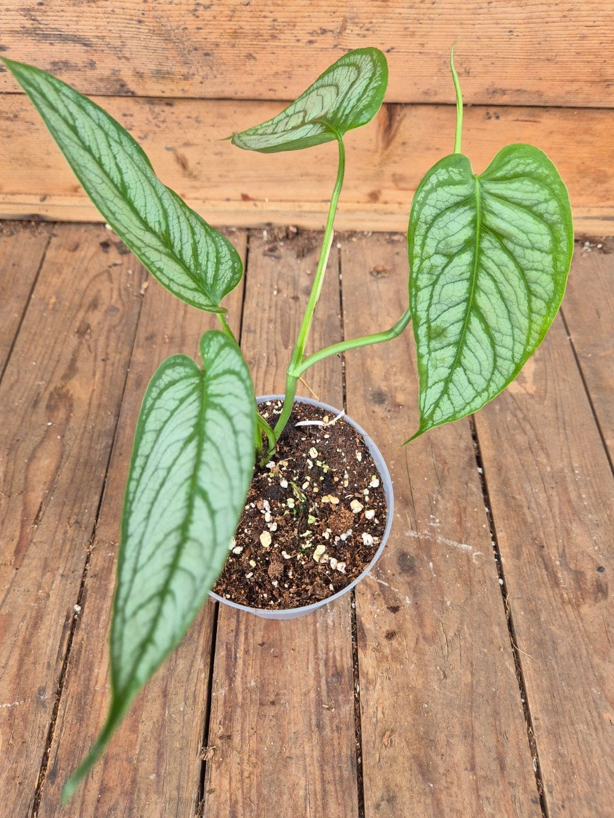 Monstera Siltepecana El Salvador p12 (1), Huis en Inrichting, Ophalen of Verzenden, Halfschaduw, Minder dan 100 cm