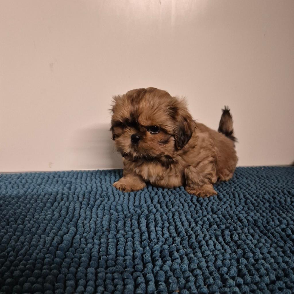 mooie kleinblijvende shih tzu pups, Overige rassen, 8 tot 15 weken, Meerdere, Meerdere dieren