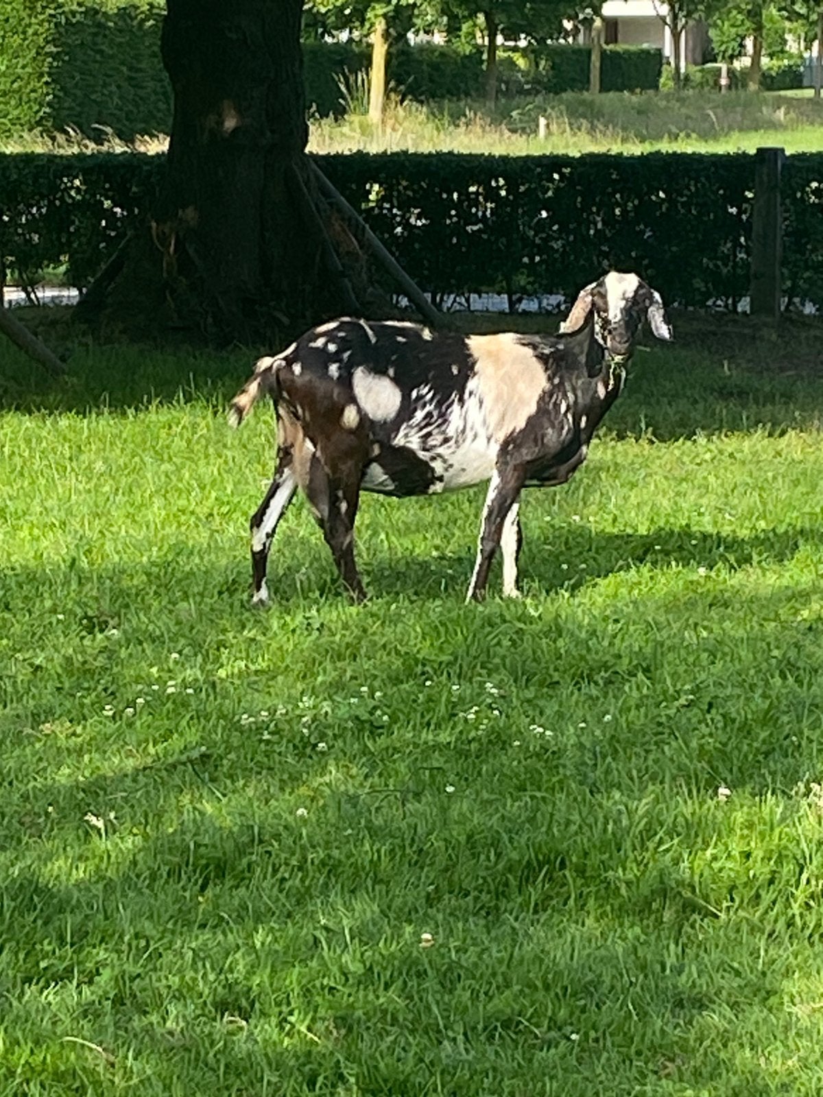 Mooie grote bonte nubische geit, zuiver ras!, Dieren en Toebehoren, Vrouwelijk, Geit, 3 tot 5 jaar