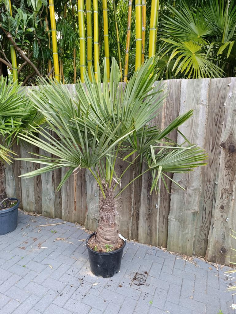 Palmboom winterhard, Tuin en Terras, Planten | Bomen, Palmboom, 100 tot 250 cm, Volle zon, Zomer, Ophalen