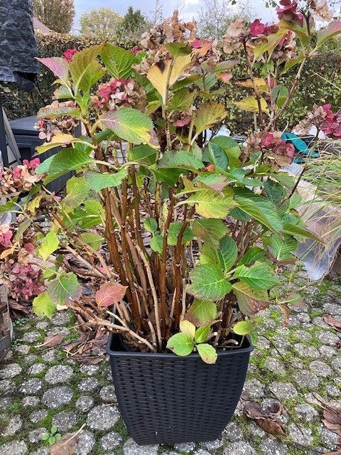 Hydrangea macrophylla of tuinhortensia, Tuin en Terras, Ophalen, Hortensia, Struik, Minder dan 100 cm