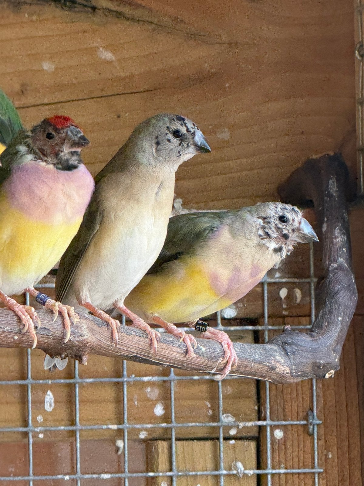 7 gouldamadines, Dieren en Toebehoren, Vogels | Overige Vogels, Meerdere dieren