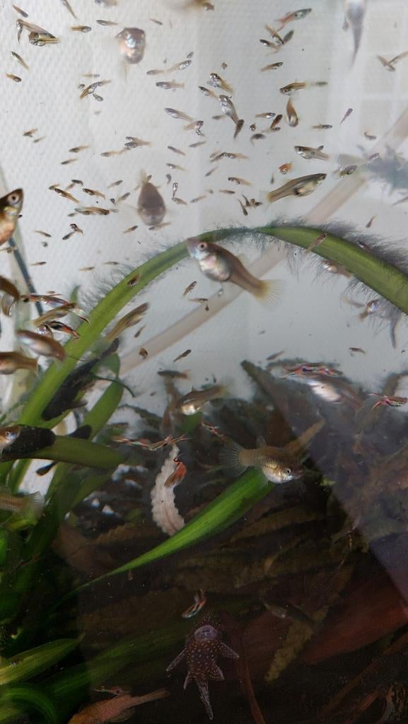 Guppen, Dieren en Toebehoren, Vissen | Aquariumvissen, Vis