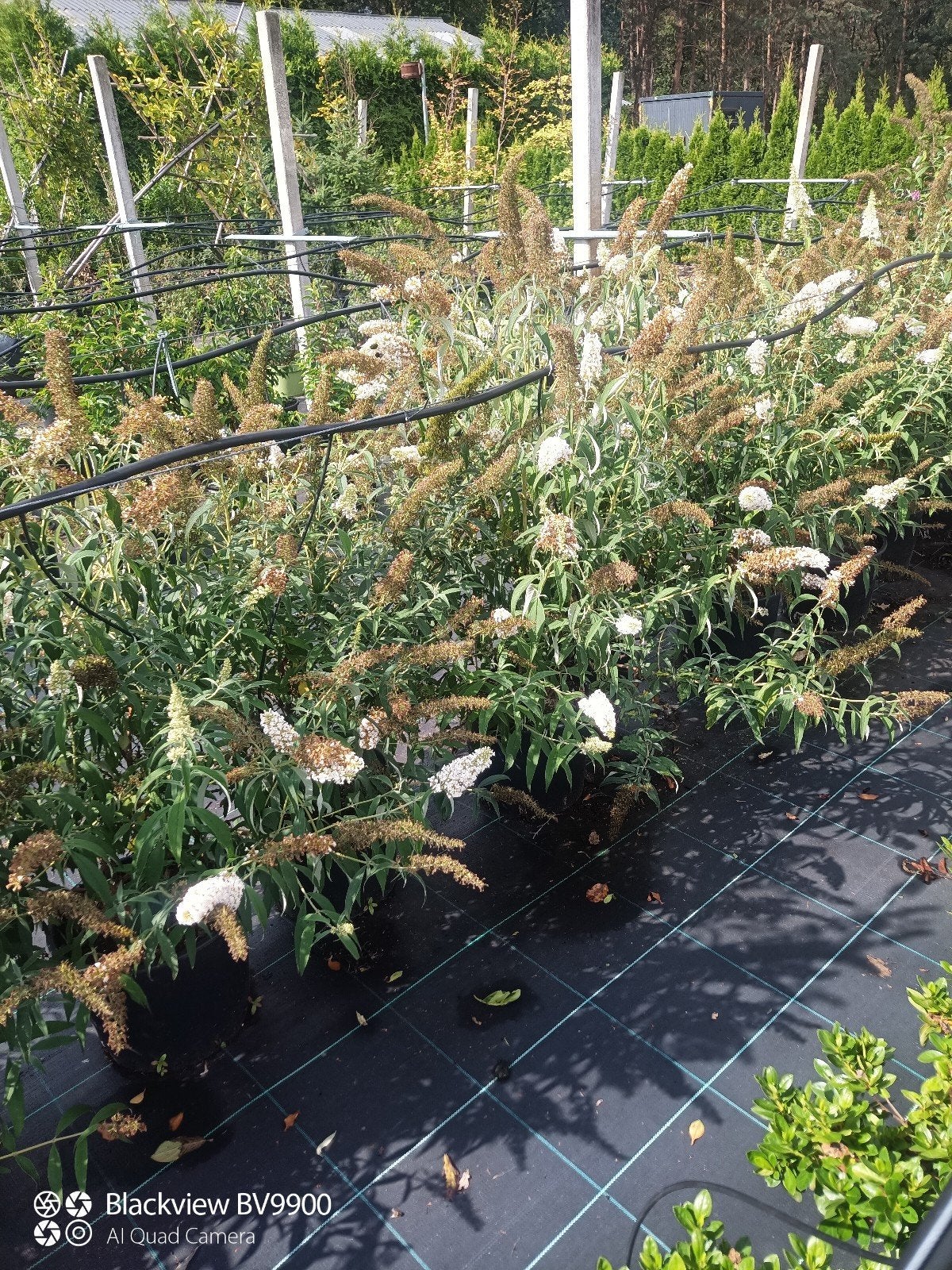 24 vlinderstruiken buddleja roze, paars en wit 125-150cm, Tuin en Terras, Ophalen of Verzenden, Overige soorten, Struik, 100 tot 250 cm