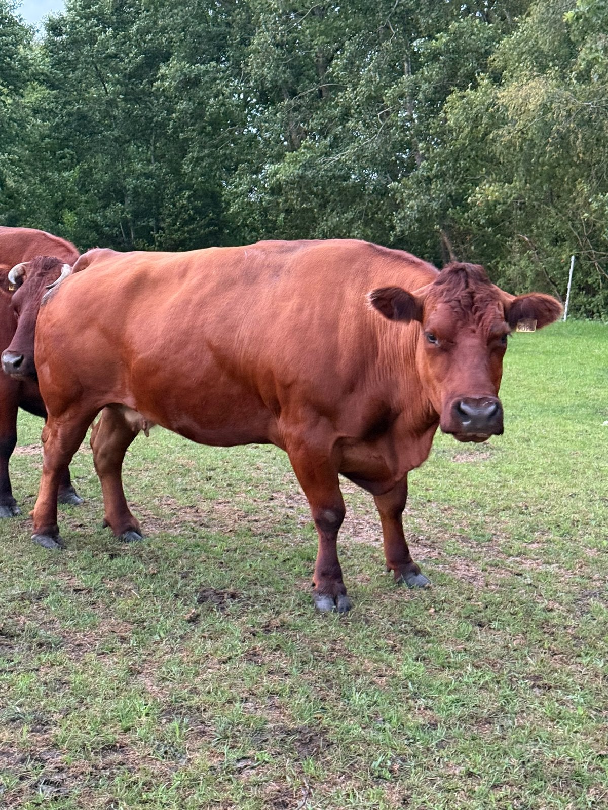 Verbeterd roodbont koe, Vrouwelijk