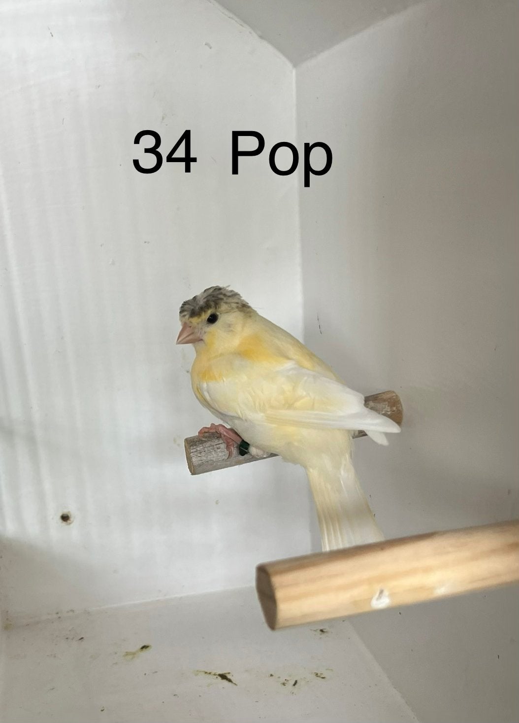 Pop met kuif, Vrouwelijk