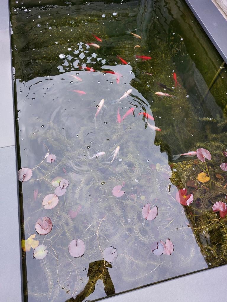 Gratis Velda Pond Wit vijver Substraat, Ophalen