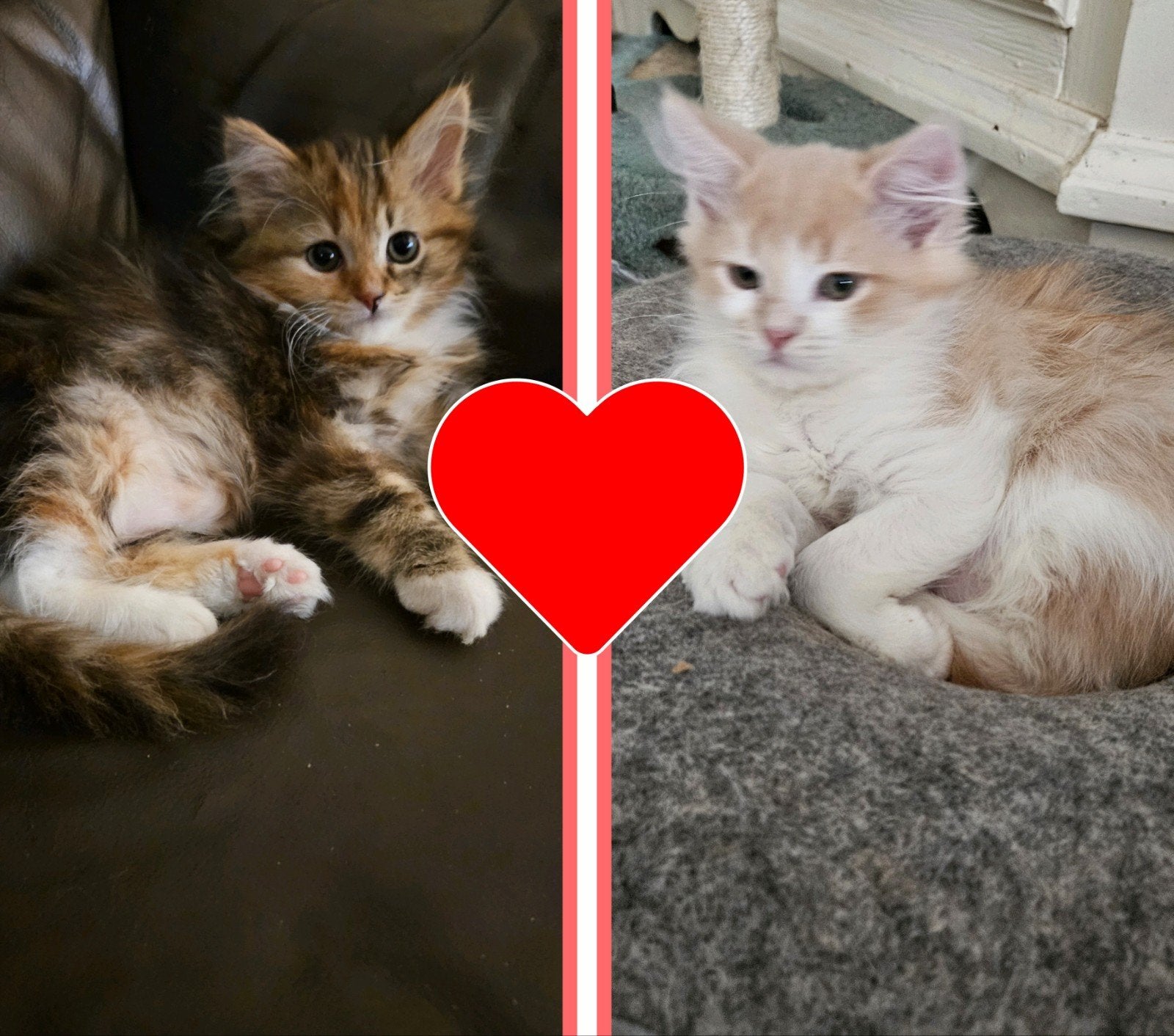 Siberische kittens met stamboom  uit geteste ouders, Kater, Met stamboom, 0 tot 2 jaar
