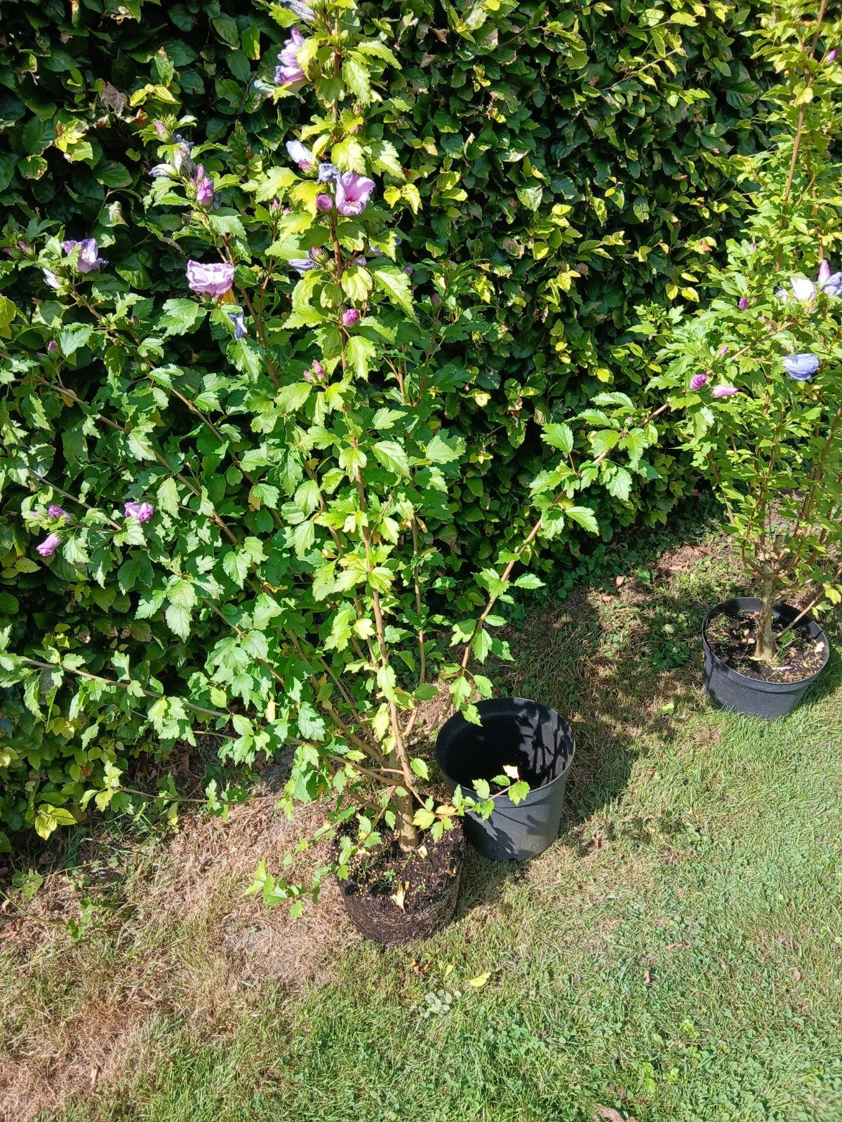 Hibiscus struiken groot 100-150cm., Tuin en Terras, Planten | Struiken en Hagen, Ophalen, Overige soorten, Struik, 100 tot 250 cm