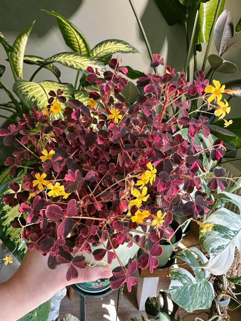 Oxalis crazy plum stekken, Huis en Inrichting, Kamerplanten, Ophalen of Verzenden, Cactus, Volle zon, Minder dan 100 cm