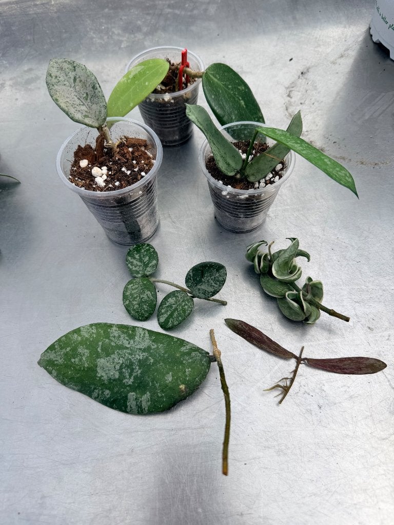 Hoya pakket 2, Verzenden, Halfschaduw, Minder dan 100 cm